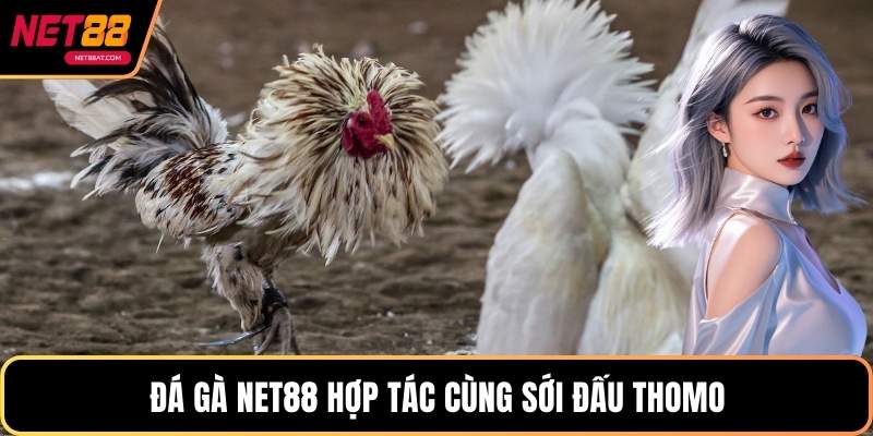 Đá Gà NET88 hợp tác cùng sới đấu Thomo